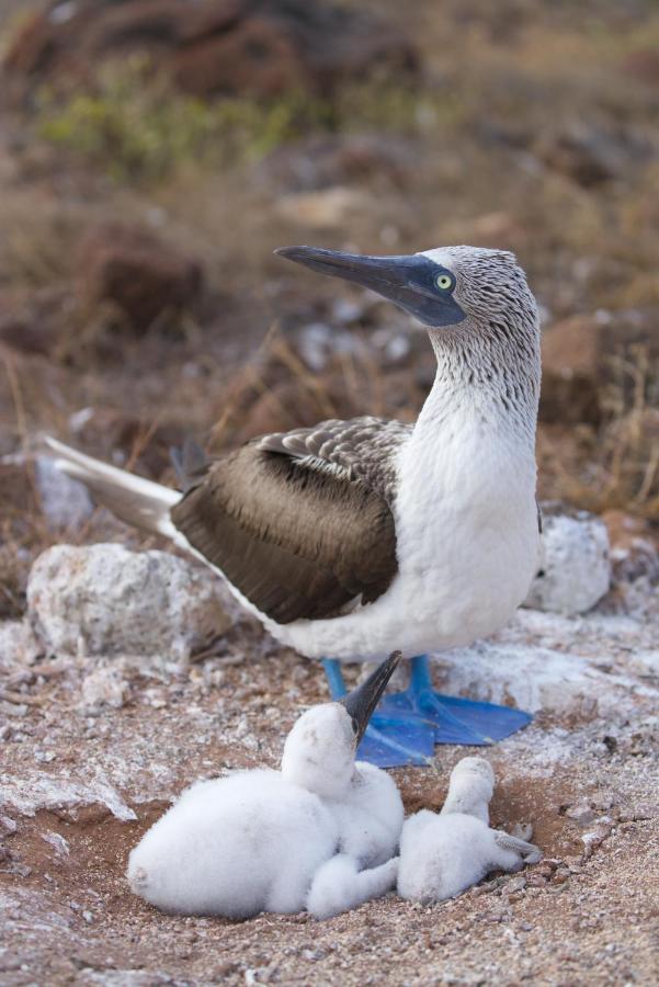 Suite Cielo, Discover The Magic Of Galapagos Puerto Baquerizo Moreno Ngoại thất bức ảnh