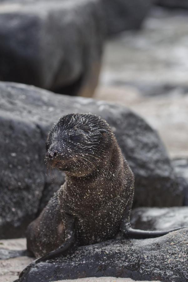Suite Cielo, Discover The Magic Of Galapagos Puerto Baquerizo Moreno Ngoại thất bức ảnh
